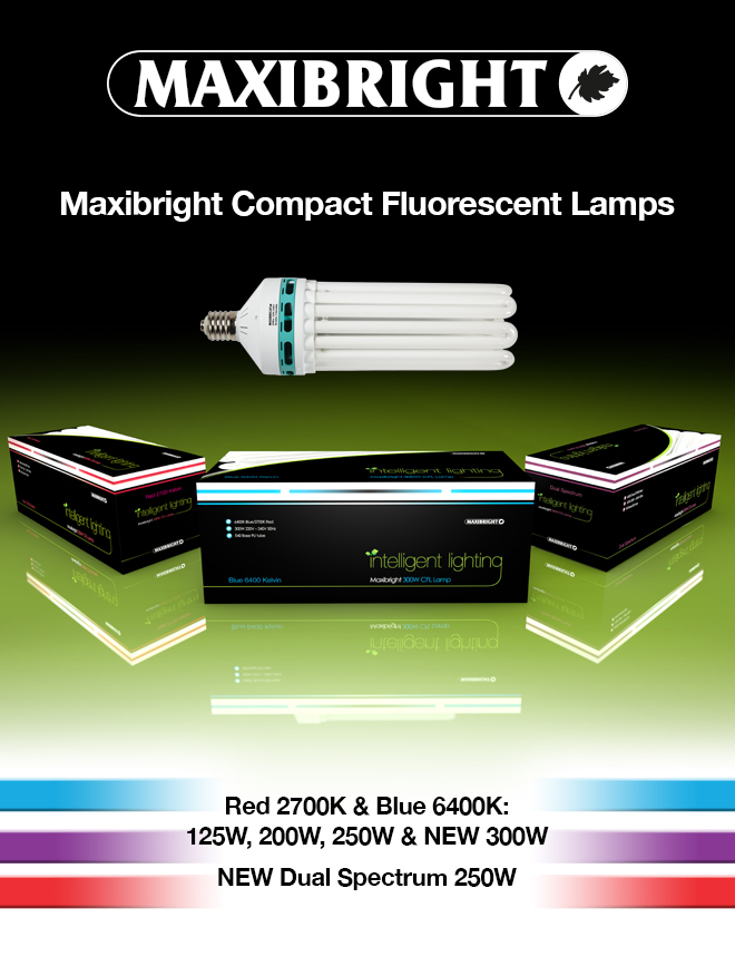 Maxibright CFLs Lamps